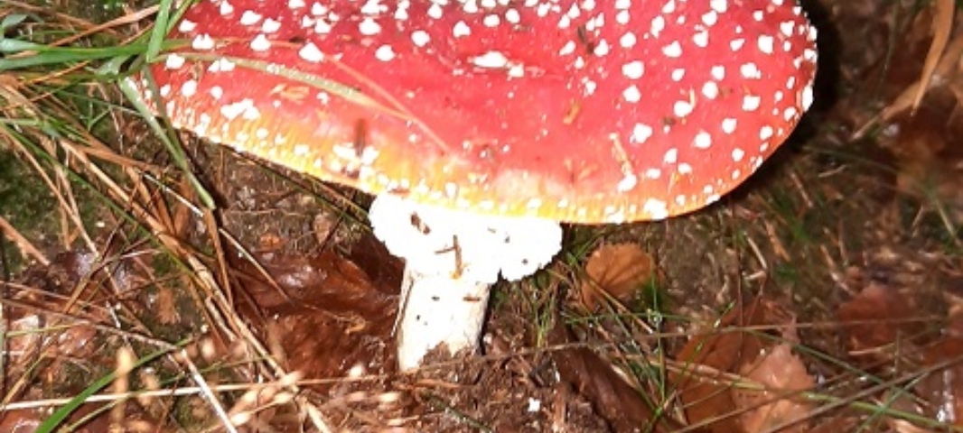 Im Herbst 2020 (1)